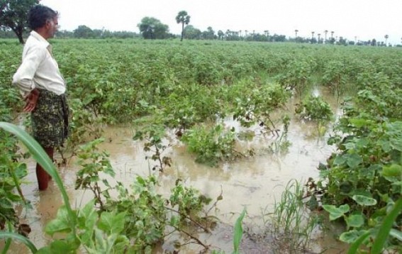 Heavy rain damages tea crop, output likely to dip in July